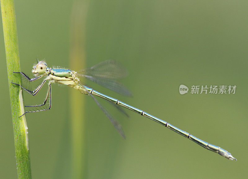 普通翡翠豆娘(Lester sponsa)女性